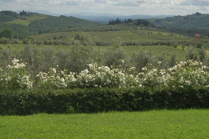 Discover Chianti Through its Wines - Key points to know