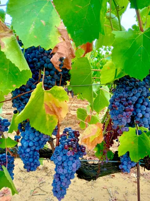 Florence: Countryside Tour with Wine Tasting & Pasta Class - Should You Book It?