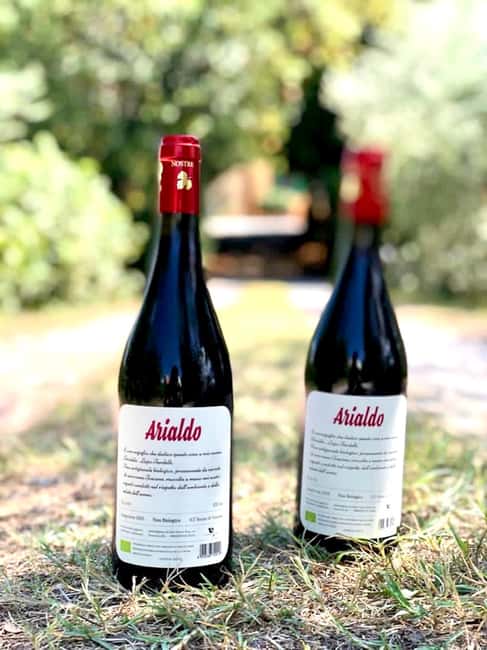 Florence: Countryside Tour with Wine Tasting & Pasta Class - Inside the Cellar: Organic Wine and Olive Oil