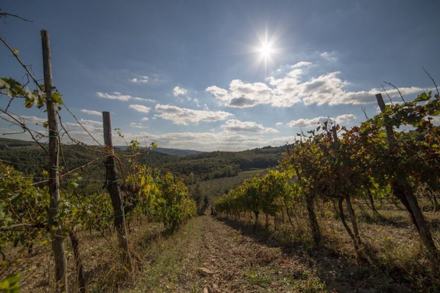 From Florence: Chianti Wine Tastings at Sunset Day Trip - Two Chianti estates, one easy escape from Florence