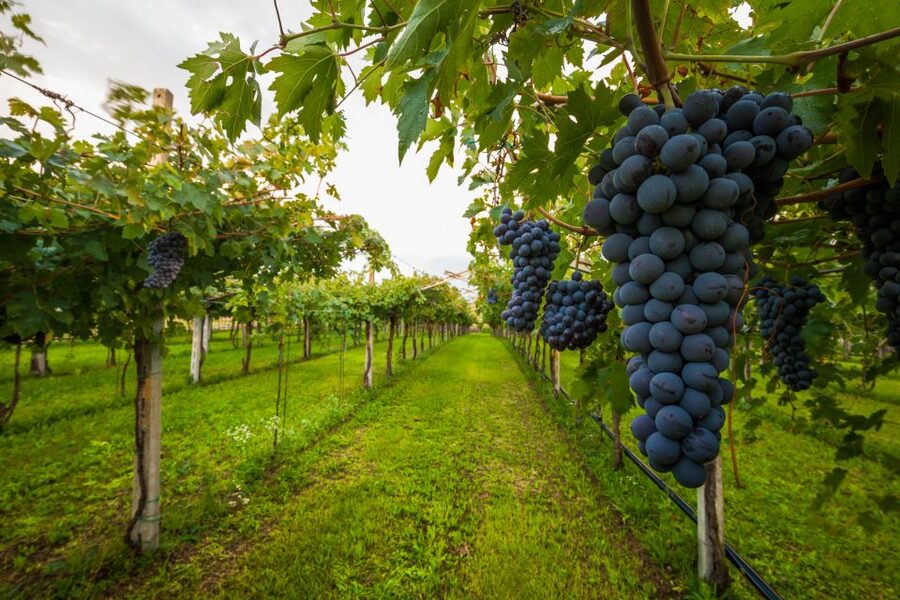 From Florence: Chianti Wine Tour with Tasting - From Florence streets to Chianti roads