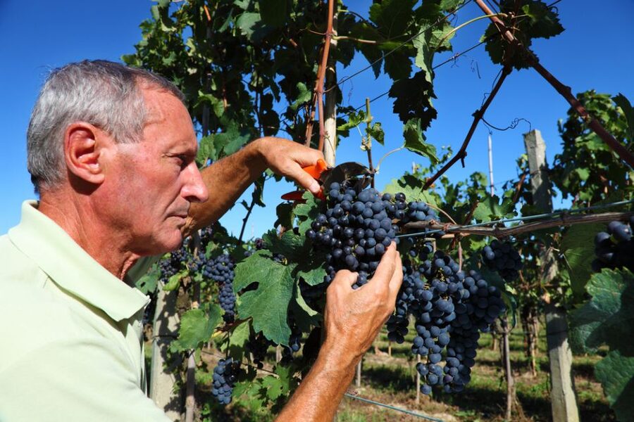 From Florence: Chianti Wine Tour with Tasting - Is $41 good value?