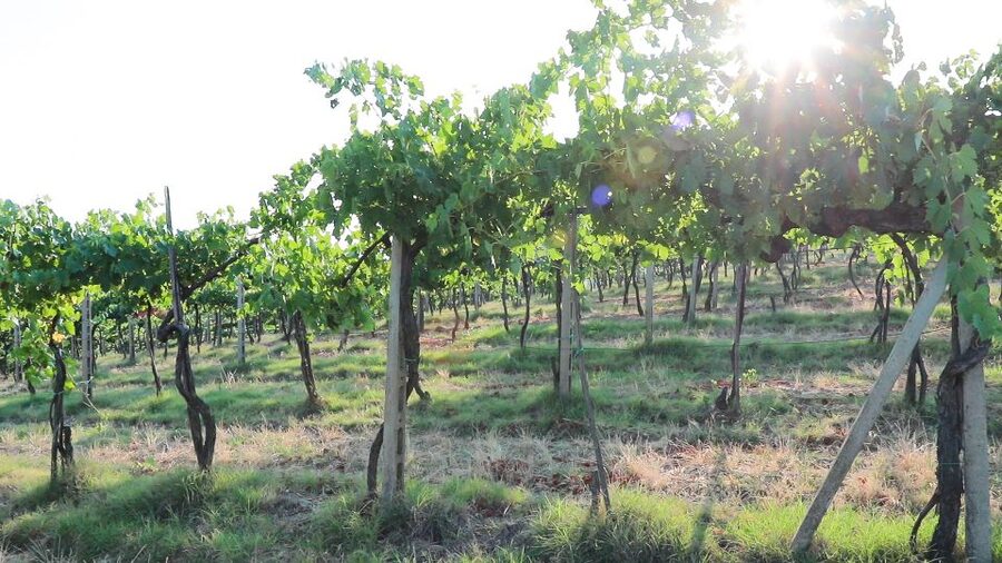 From Florence: Chianti Wine Tour with Tastings - Is $62.63 good value?