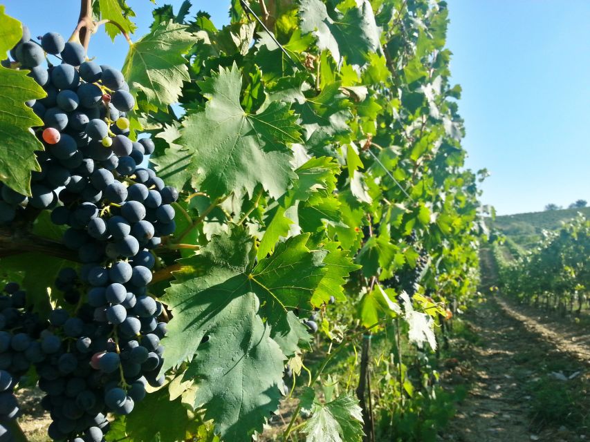 From Florence: Chianti Wine Tour with Tastings - FAQ
