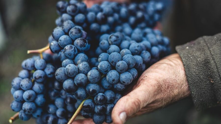 From Florence: Private Chianti Hills Tour with Tasting - FAQ