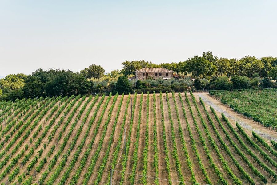 From Florence: Small Group Wine Tasting Tour to Tuscany - Should you book the Chianti wine tour?