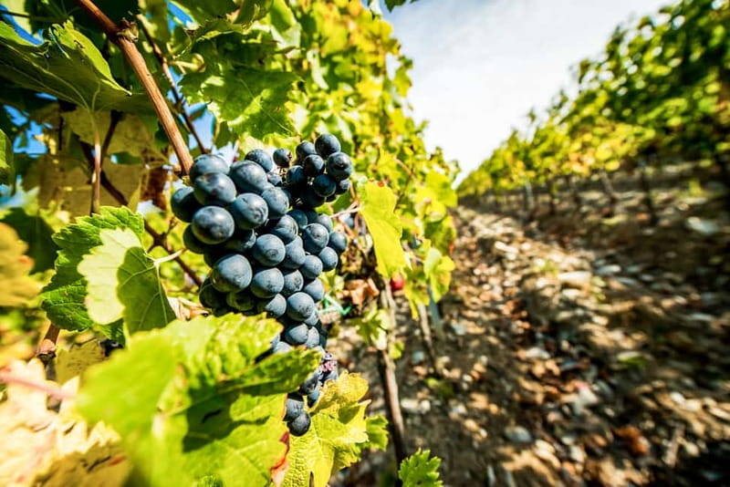 From Florence: Tuscany Wine & Food Tour with Guide - Greve in Chianti: a village break