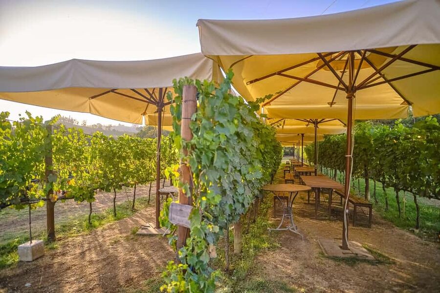 From Florence: Wine Tasting and Dinner in Chianti Vineyards - At the first estate, wine, olive oil, and the cellar