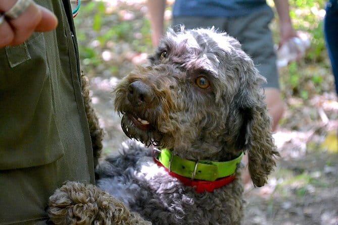 Full-Day Small-Group Truffle Hunting in Tuscany with Lunch - Watching a trained dog search for truffles