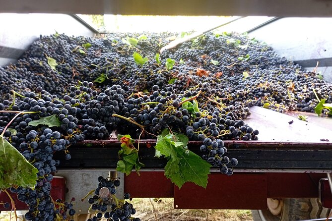 Greve in Chianti Wine Tasting and Winery Tour - Should you book?