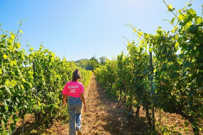 Half day Chianti Vineyard Escape from Florence with Wine Tastings - Choosing a morning or afternoon departure