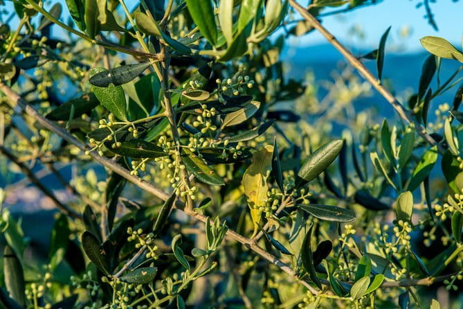 Hands-On Pasta Cooking Class in Florence with optional Pizza - Recipes to carry home