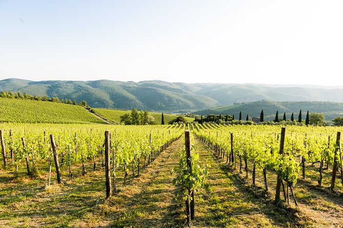 Tour and Tasting at an Organic Winery in the Heart of Chianti Classico Area - A vineyard visit in Chianti Classico
