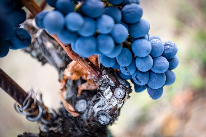 Tour and Tasting at an Organic Winery in the Heart of Chianti Classico Area - Is $48.36 a fair price?