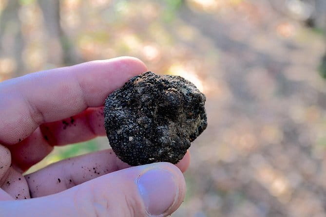 Truffle Hunting Experience with Lunch in San Miniato - Lunch in the farmhouse is half the story