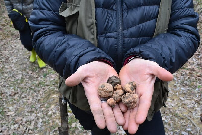 Truffle Hunting Experience with Lunch in San Miniato - Timing, terrain, and who will enjoy it